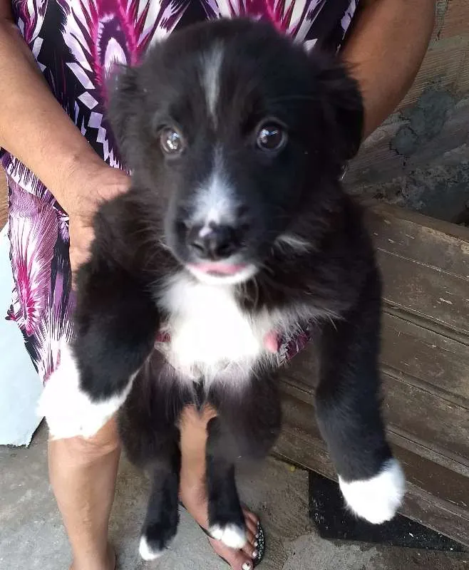 Cachorro raça  idade Abaixo de 2 meses nome Romeu