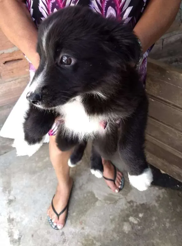 Cachorro raça  idade Abaixo de 2 meses nome Romeu