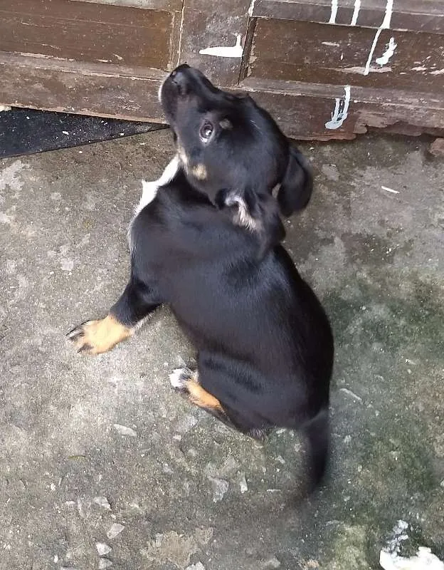 Cachorro raça  idade Abaixo de 2 meses nome Julieta
