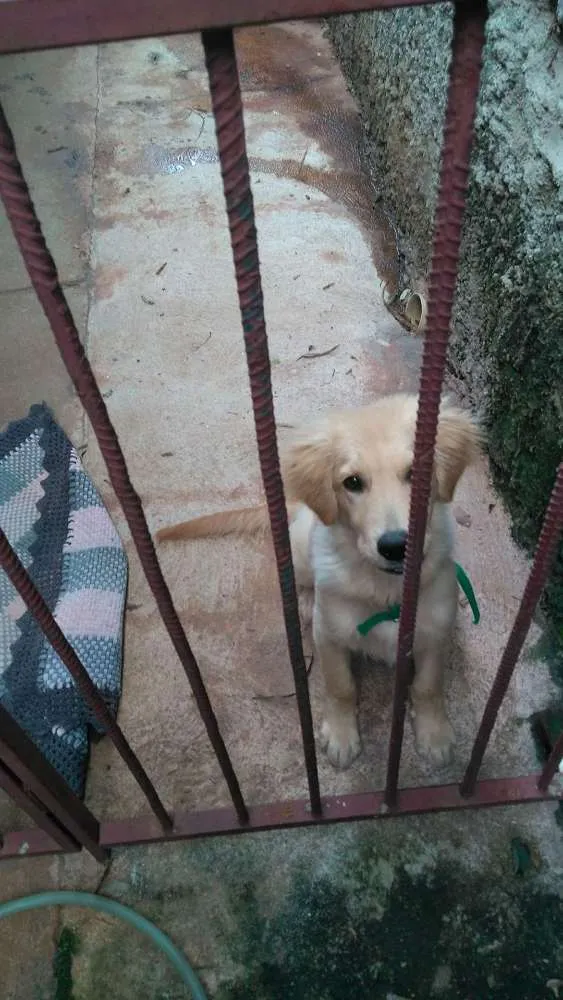 Cachorro ra a Golden retriever  idade 2 a 6 meses nome Thor