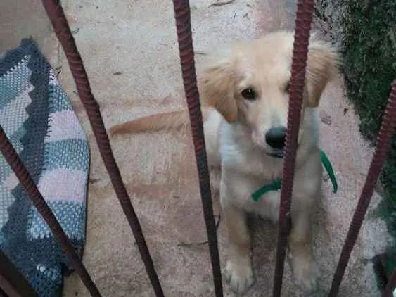 Cachorro ra a Golden retriever  idade 2 a 6 meses nome Thor