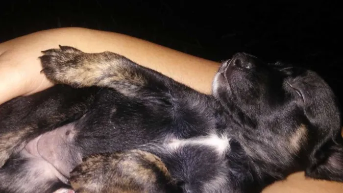 Cachorro raça Srd idade Abaixo de 2 meses nome A definir