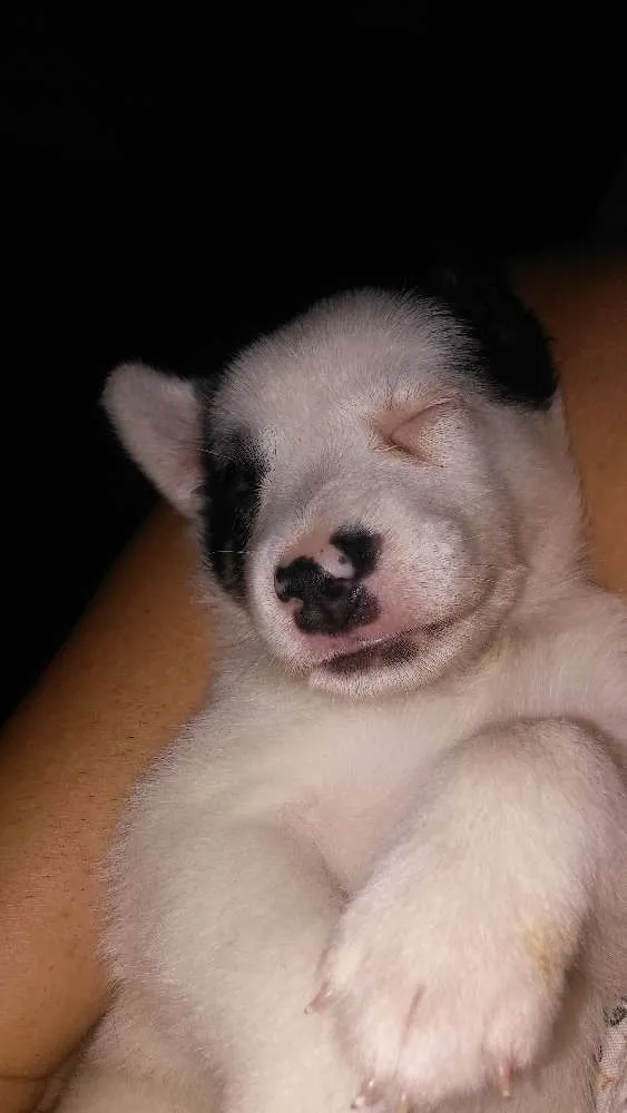 Cachorro raça Srd idade Abaixo de 2 meses nome A definir