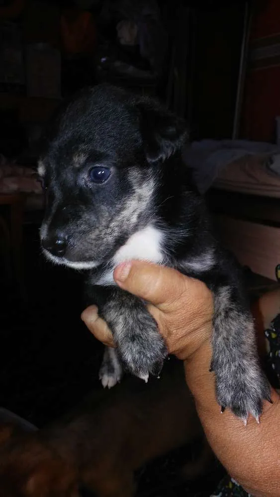 Cachorro raça Srd idade Abaixo de 2 meses nome A definir