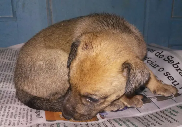 Cachorro raça Srd idade Abaixo de 2 meses nome A definir