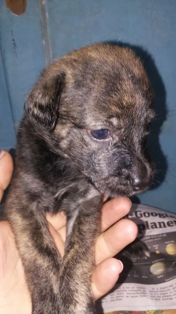 Cachorro raça Srd idade Abaixo de 2 meses nome A definir