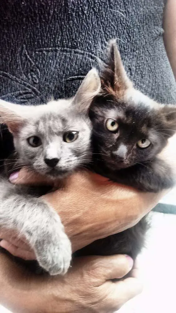 Gato ra a Raça não definida idade 3 anos nome Kiara mae