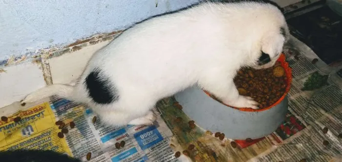 Cachorro raça Srd idade Abaixo de 2 meses nome A definir