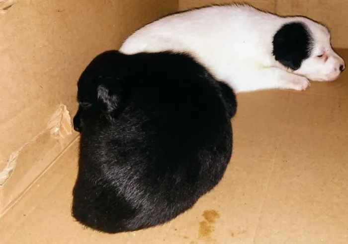 Cachorro raça Srd idade Abaixo de 2 meses nome A definir