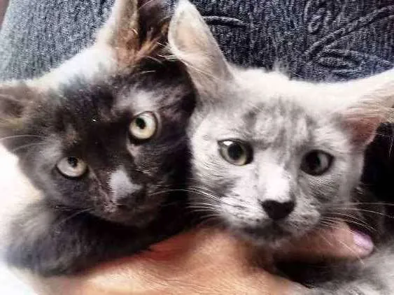 Gato ra a Raça não definida idade 3 anos nome Kiara mae