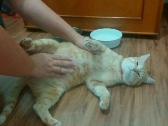 Gato raça SRD idade 1 ano nome Zeca