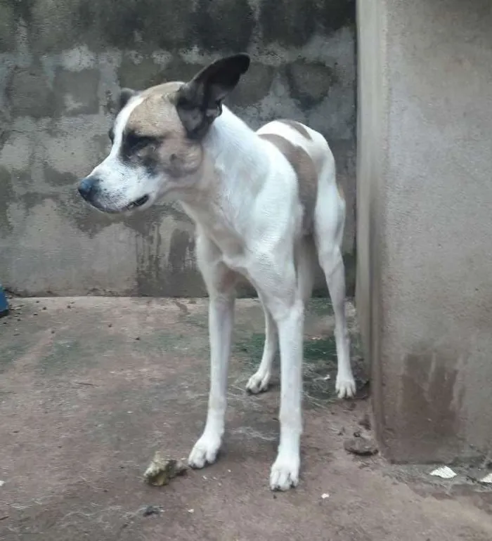 Cachorro ra a sem raça definida idade 1 ano nome pitoco