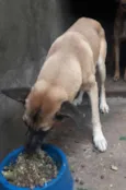 pitoco