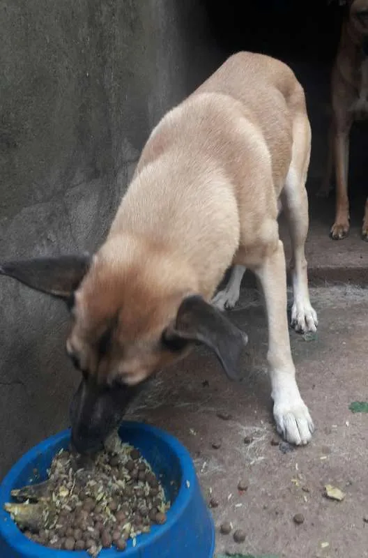 Cachorro ra a sem raça definida idade 1 ano nome pitoco