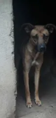 pitoco