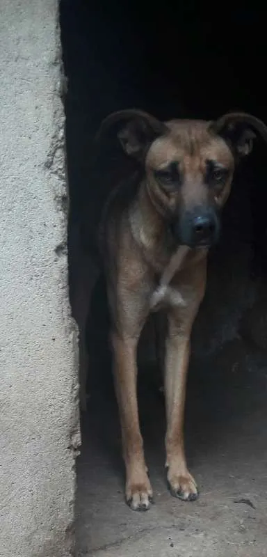 Cachorro ra a sem raça definida idade 1 ano nome pitoco