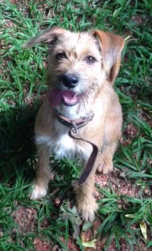 Cachorro ra a  idade 2 a 6 meses nome Pampeka