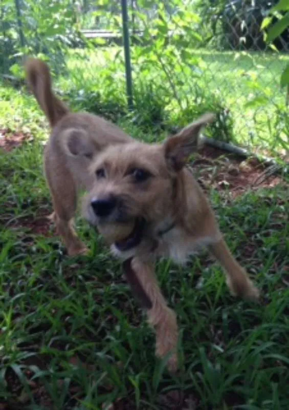 Cachorro ra a  idade 2 a 6 meses nome Pampeka