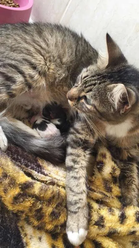 Gato ra a  idade Abaixo de 2 meses nome sem nome