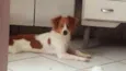 PEROLA