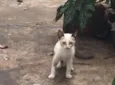 Gata