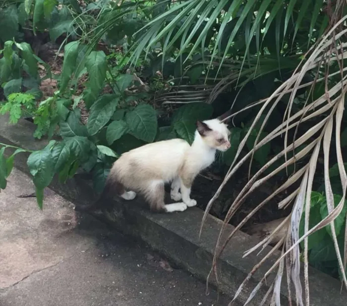 Gato ra a SRD idade 2 a 6 meses nome Gata