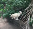 Gata