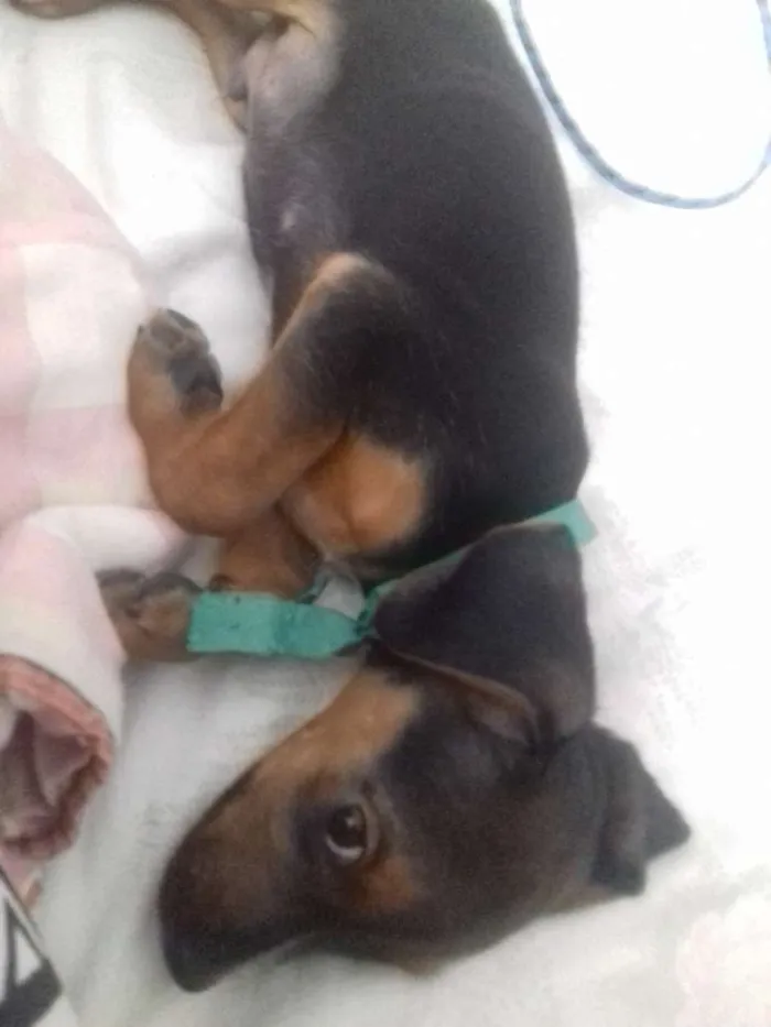 Cachorro ra a Não sabemos a raça idade 2 a 6 meses nome Sem nome ainda