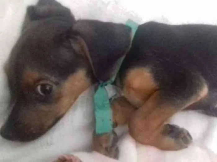 Cachorro ra a Não sabemos a raça idade 2 a 6 meses nome Sem nome ainda