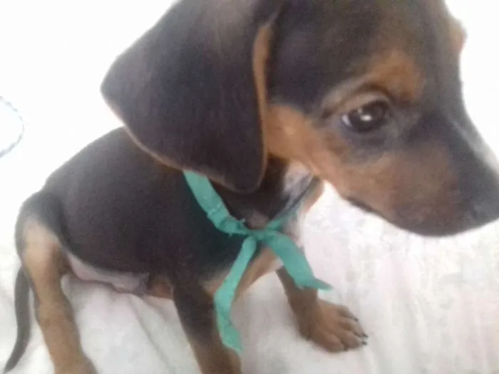 Cachorro ra a Não sabemos a raça idade 2 a 6 meses nome Sem nome ainda