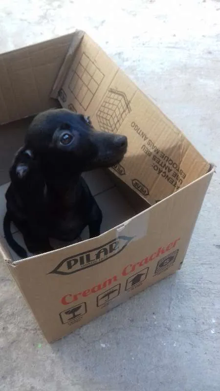 Cachorro ra a viralata idade 2 a 6 meses nome Filhotes 