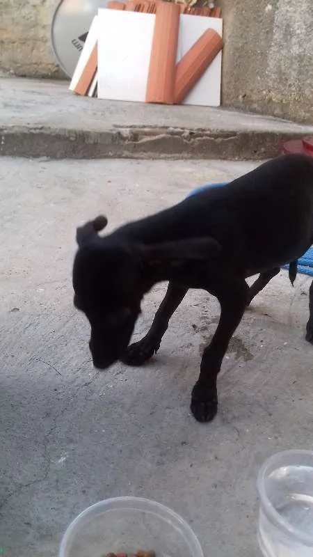 Cachorro ra a viralata idade 2 a 6 meses nome Filhotes 
