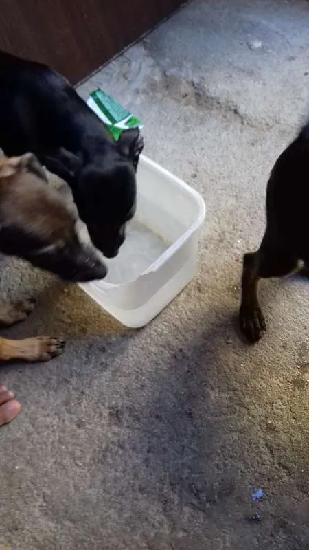 Cachorro ra a viralata idade 2 a 6 meses nome Filhotes 