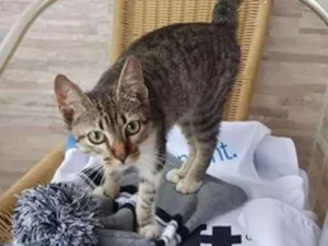 Gato raça Tigradinho idade 2 a 6 meses nome Nenê