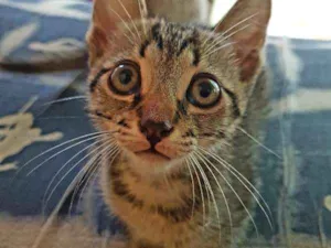 Gato raça srd idade Abaixo de 2 meses nome sem nome