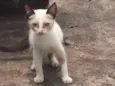 Gata