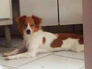 Cachorro raça SEM RAÇA idade 7 a 11 meses nome PEROLA