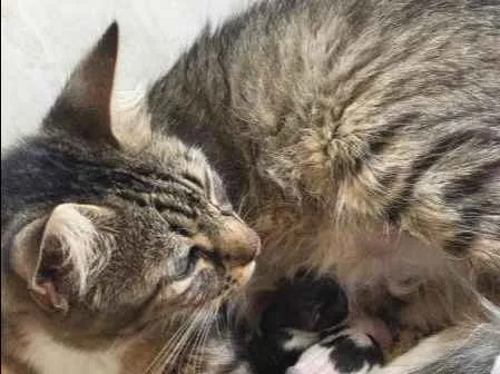 Gato ra a  idade Abaixo de 2 meses nome sem nome