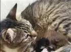 Gato raça  idade Abaixo de 2 meses nome sem nome