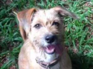 Cachorro raça  idade 2 a 6 meses nome Pampeka