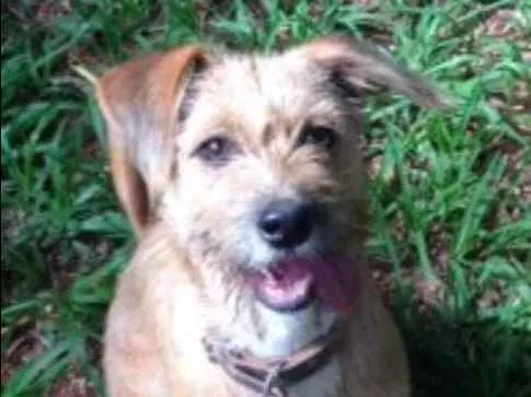 Cachorro ra a  idade 2 a 6 meses nome Pampeka