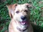 Cachorro raça  idade 2 a 6 meses nome Pampeka