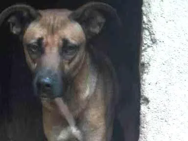 Cachorro ra a sem raça definida idade 1 ano nome pitoco