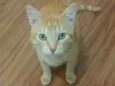 Zeca