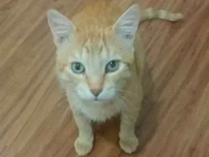 Gato raça SRD idade 1 ano nome Zeca