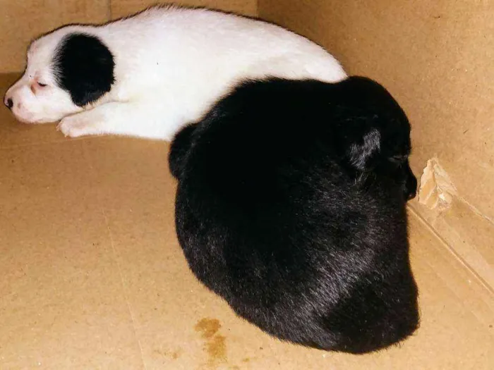 Cachorro raça Srd idade Abaixo de 2 meses nome A definir