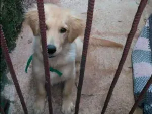 Cachorro raça Golden retriever  idade 2 a 6 meses nome Thor