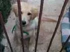 Cachorro raça Golden retriever  idade 2 a 6 meses nome Thor