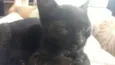 Clementina