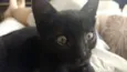 Clementina